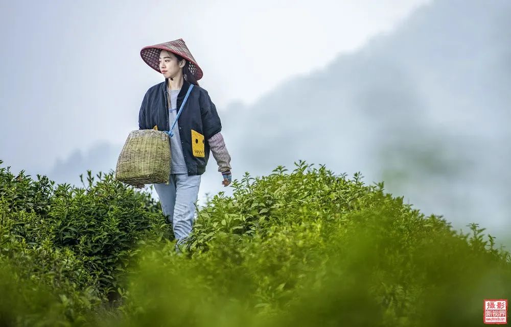富硒茶国际市场现状(中国富硒茶之乡)-硒宝网