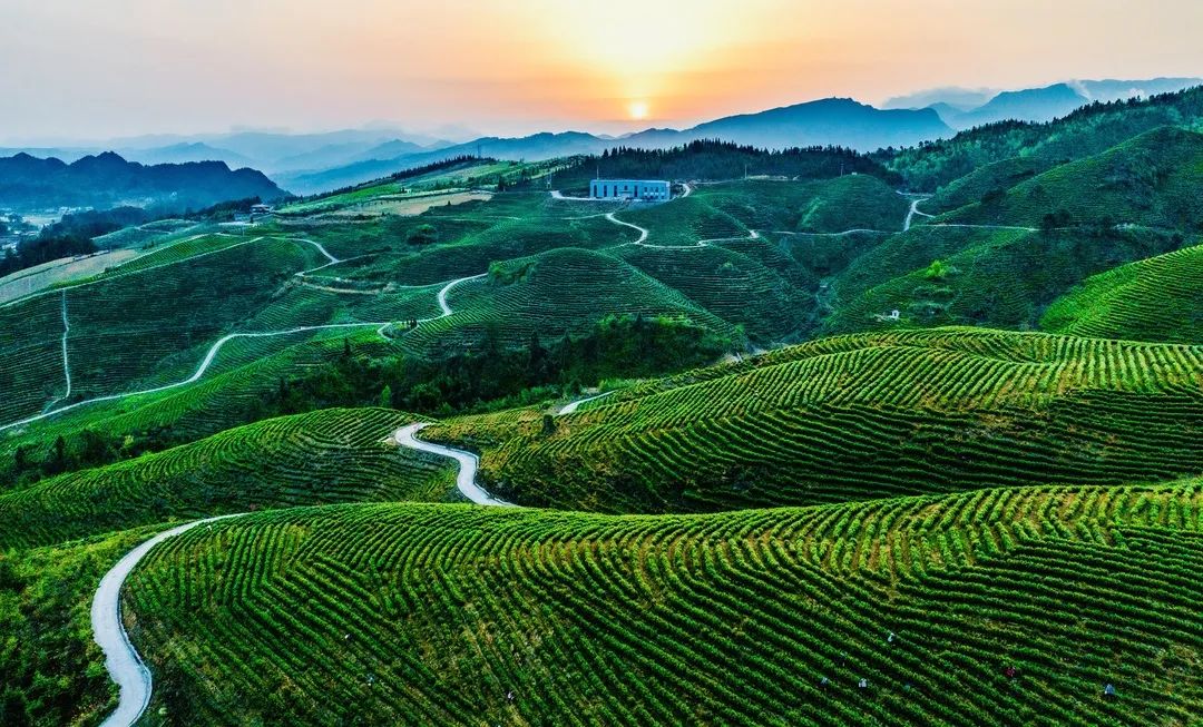 富硒茶国际市场现状(中国富硒茶之乡)-硒宝网