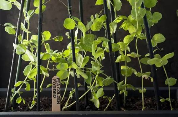 小朋友缺钙吃什么补钙的最好（补钙的朋友圈说说）-硒宝网