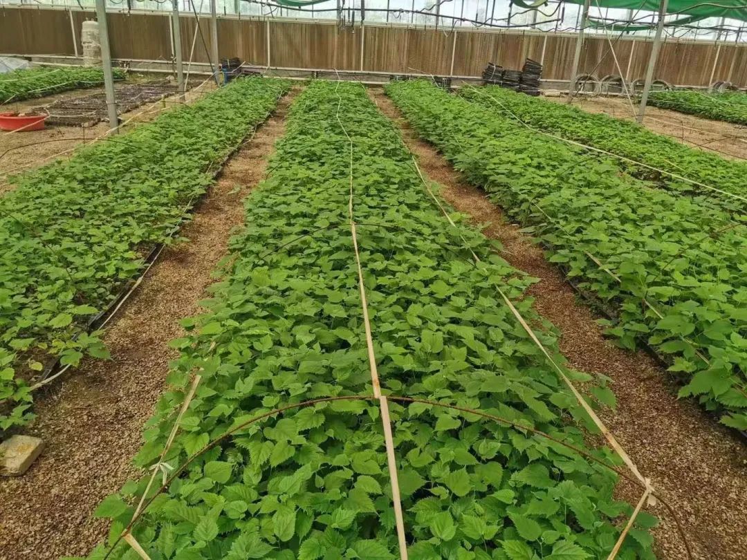 天然手工炒制富硒茶（富硒茶叶的工艺流程）-硒宝网