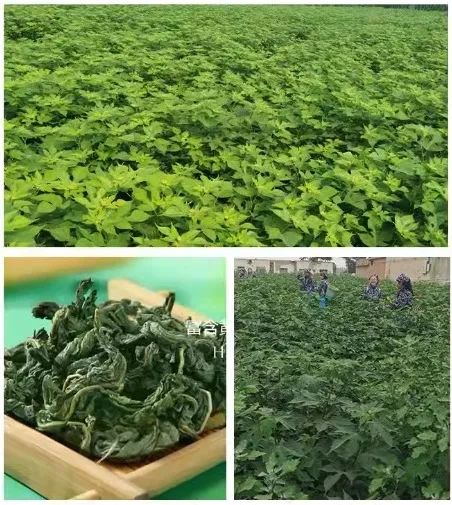 天然手工炒制富硒茶（富硒茶叶的工艺流程）-硒宝网