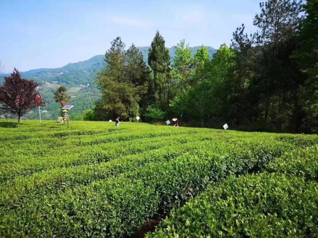 天然手工炒制富硒茶（手工炒天然茶制富硒的方法）-硒宝网