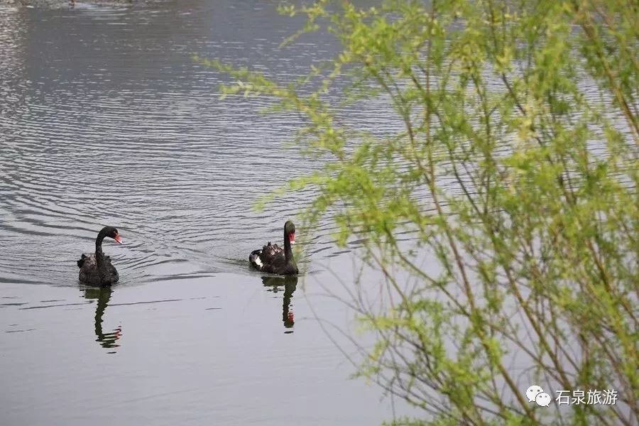 安康富硒茶不用洗吗(安康富硒茶多少钱一斤)-硒宝网