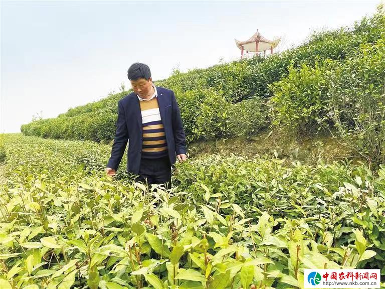 陕西哪里产富硒茶多（陕南富硒茶叶）-硒宝网