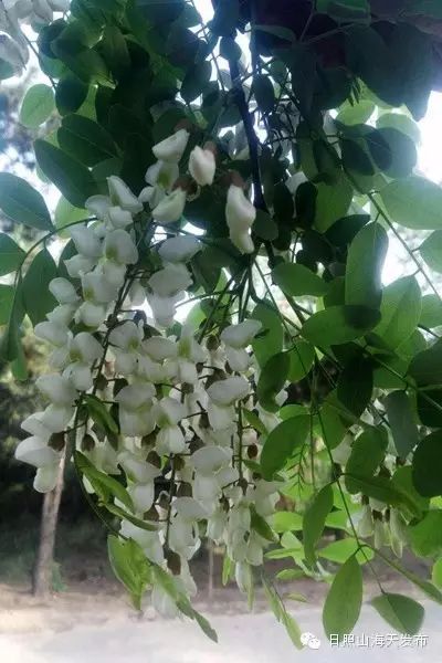 瀚林春 有机富硒茶（富硒茶园）-硒宝网