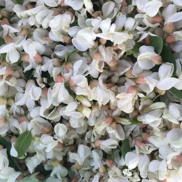 瀚林春 有机富硒茶（富硒茶园）-硒宝网