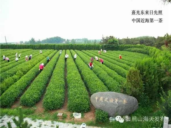 瀚林春 有机富硒茶（富硒茶园）-硒宝网