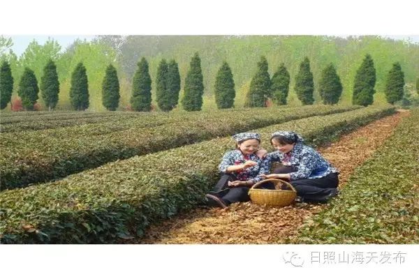 瀚林春 有机富硒茶（富硒茶园）-硒宝网