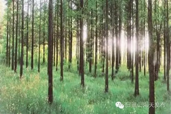 瀚林春 有机富硒茶（富硒茶园）-硒宝网