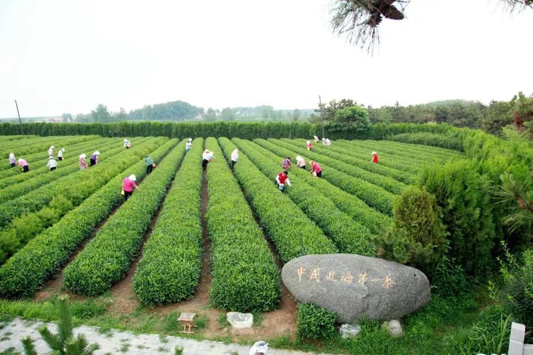 瀚林春 有机富硒茶(富硒茶蔬片的功效)-硒宝网