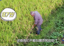 莓茶哪个部分富硒好（莓茶含硒）-硒宝网