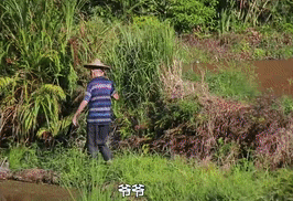 莓茶哪个部分富硒好（莓茶含硒）-硒宝网