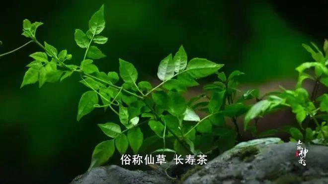 莓茶哪个部分富硒好（莓茶含硒）-硒宝网