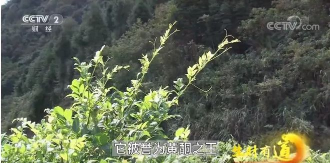 莓茶哪个部分富硒好(茶莓是什么)-硒宝网