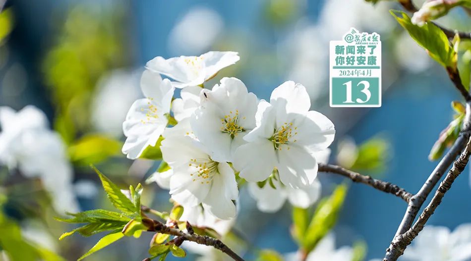 紫阳富硒茶适宜人群（紫阳富硒茶品牌大全）-硒宝网