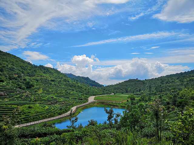 西岩高山富硒茶价格(高山硒茶有什么作用)-硒宝网