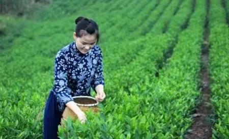 湖北恩施富硒龙井茶（恩施龙井茶价格）-硒宝网