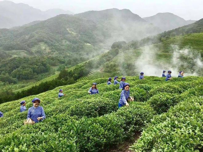 欢迎来到陕西富硒茶(陕西富硒茶多少钱一斤)-硒宝网