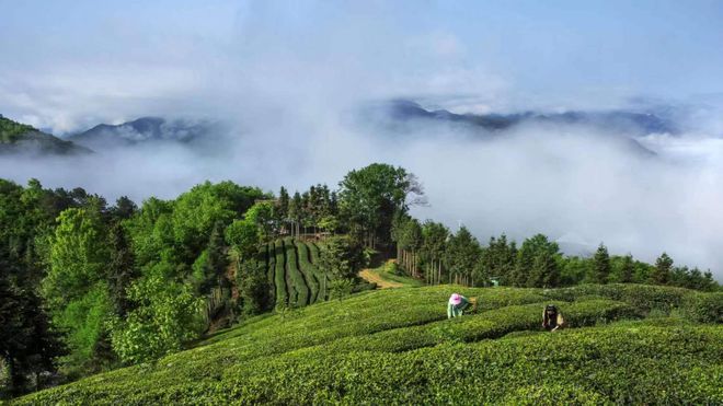 欢迎来到陕西富硒茶(陕西富硒茶多少钱一斤)-硒宝网