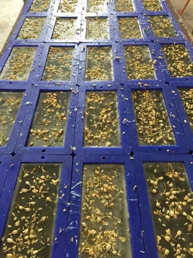 结婚适合送富硒茶吗(结婚送茶有什么讲究)-硒宝网