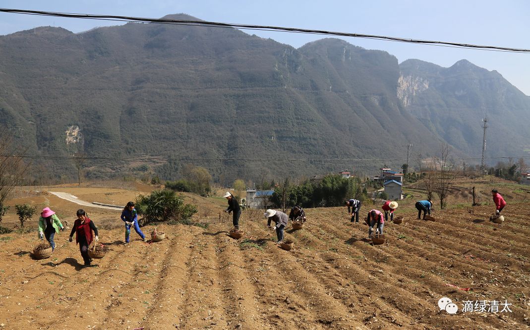 富硒藤茶哪个品牌好(富硒藤茶是传销吗)-硒宝网