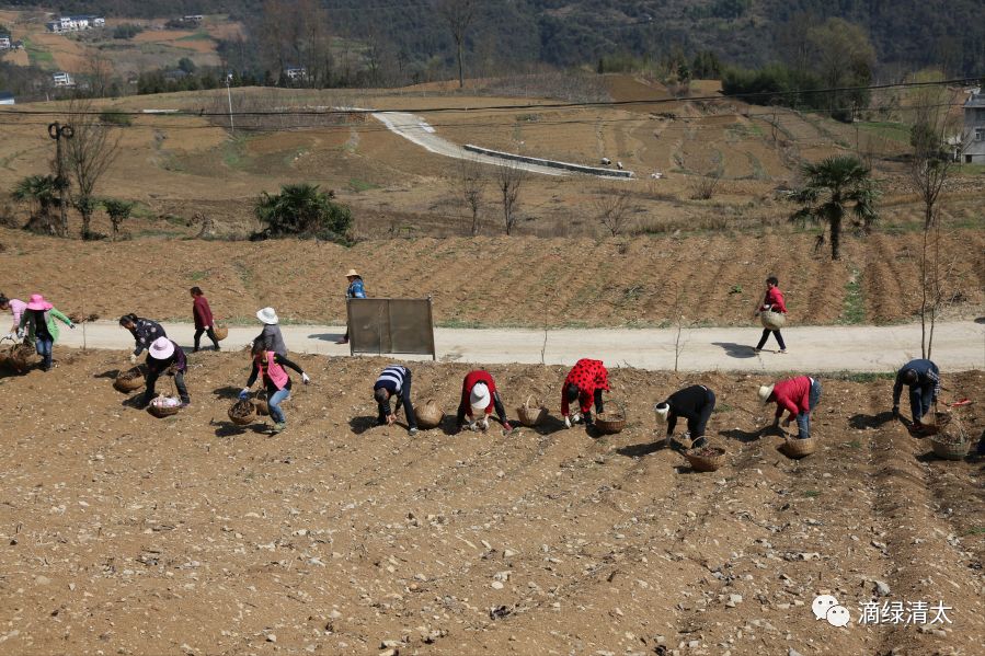 富硒藤茶哪个品牌好(富硒藤茶是传销吗)-硒宝网