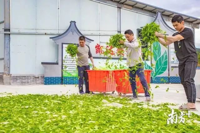 江苏质量好的富硒茶(富硒茶哪里的最好)-硒宝网