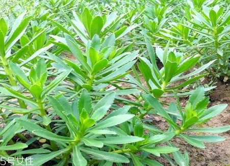 高钙牛奶真的能补钙吗(高钙牛奶可以补钙吗)-硒宝网