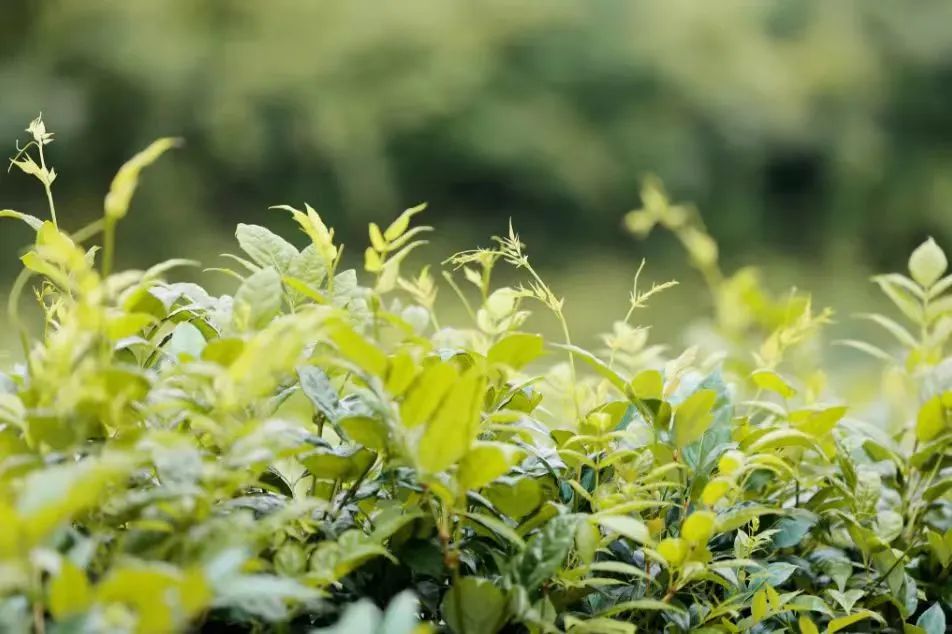 富硒藤茶哪个品牌好(富硒藤茶产地)-硒宝网