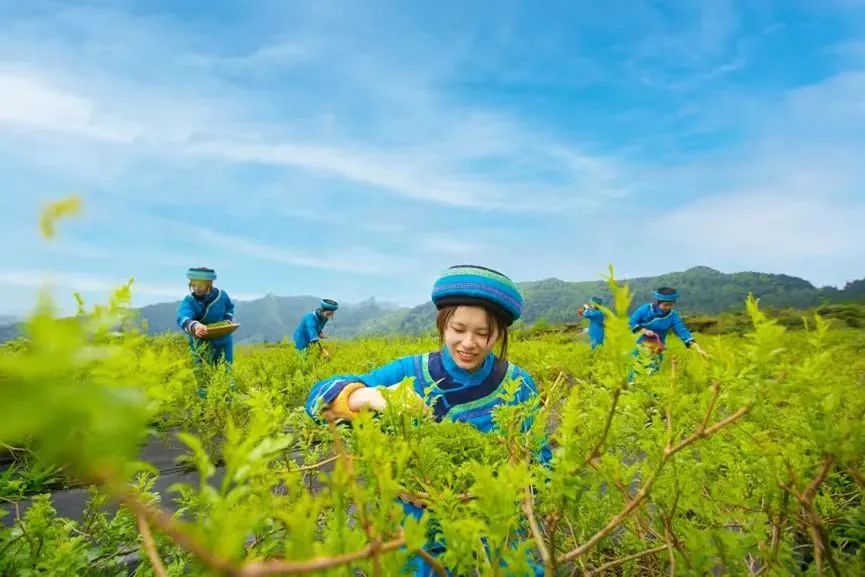 富硒藤茶哪个品牌好(富硒藤茶产地)-硒宝网