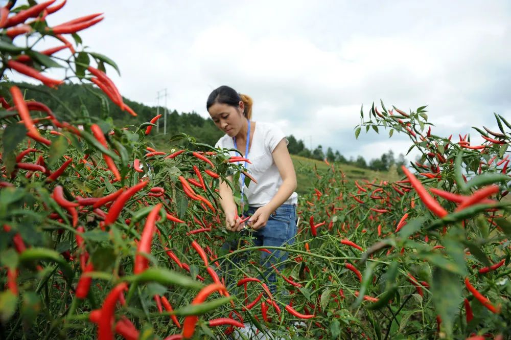 中国最大富硒古树茶(云南富硒古树茶)-硒宝网
