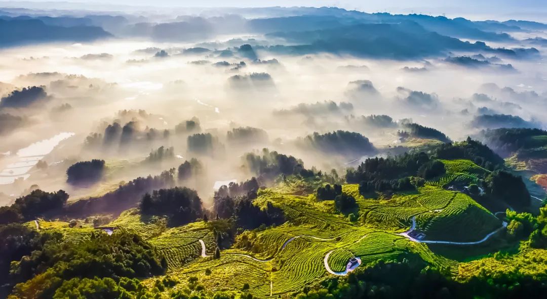 中国最大富硒古树茶(富硒茶产业)-硒宝网