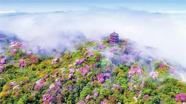 中国最大富硒古树茶(富硒茶产业)-硒宝网