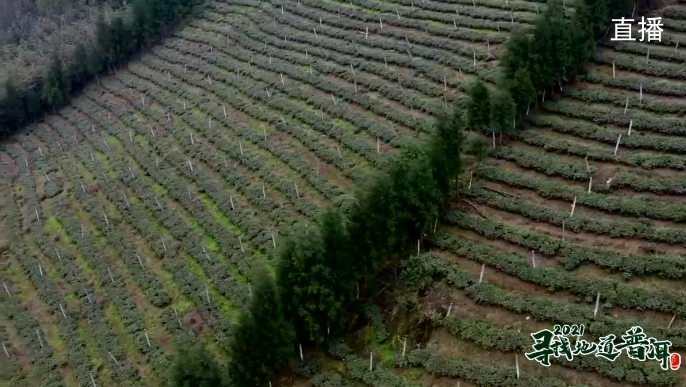 中国最大富硒古树茶(中国最大富硒古树茶村落)-硒宝网