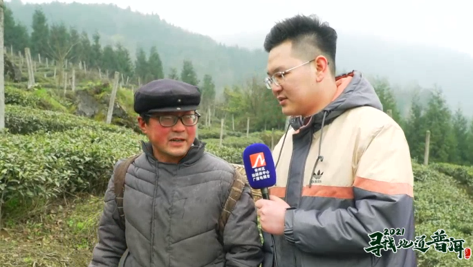 中国最大富硒古树茶(中国最大富硒古树茶村落)-硒宝网