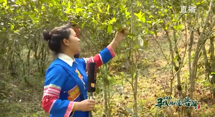 中国最大富硒古树茶(中国最大富硒古树茶村落)-硒宝网