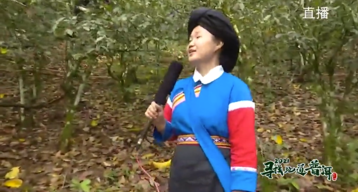 中国最大富硒古树茶(中国最大富硒古树茶村落)-硒宝网