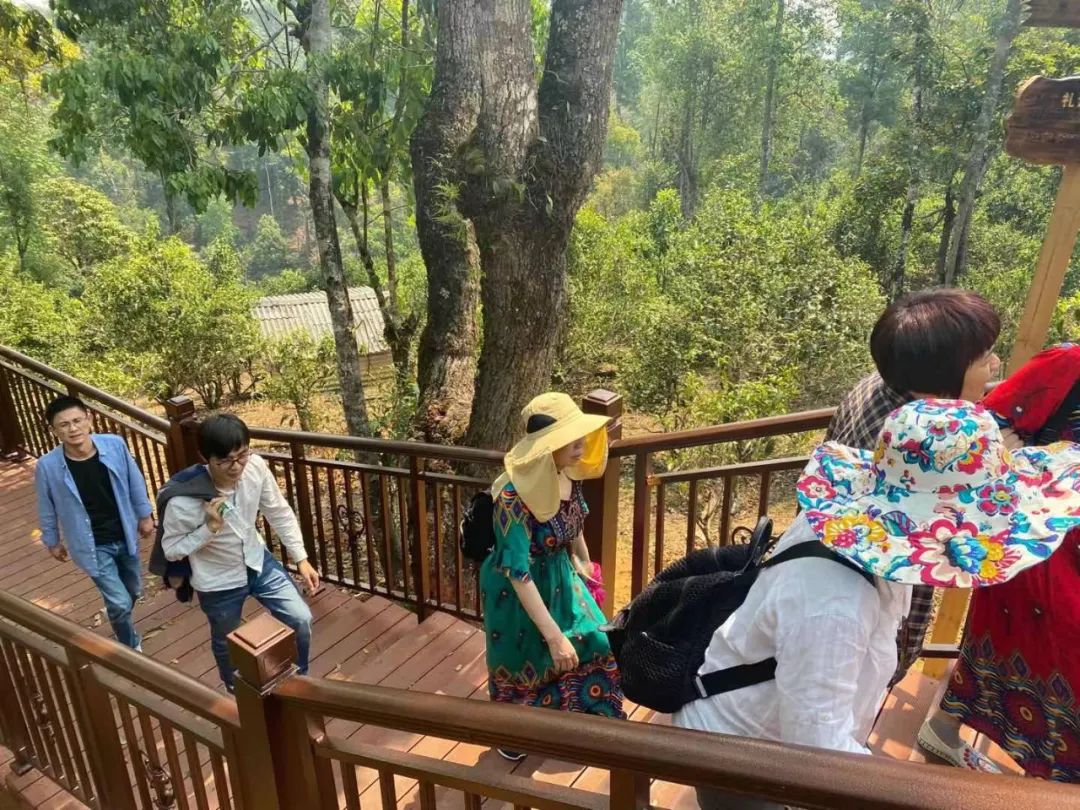 中国最大富硒古树茶(中国最大富硒古树茶村落)-硒宝网