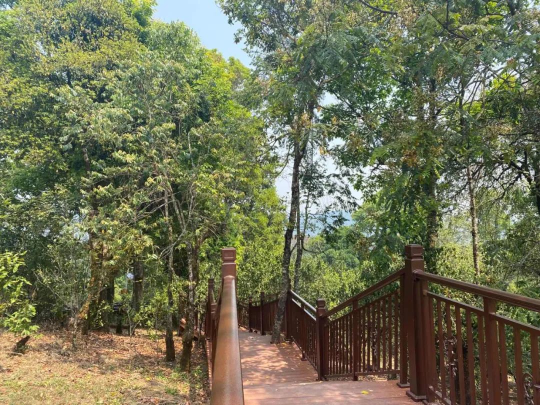 中国最大富硒古树茶(中国最大富硒古树茶村落)-硒宝网