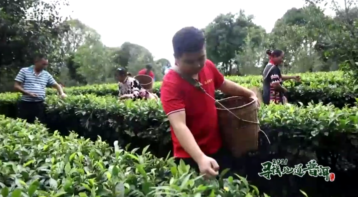 中国最大富硒古树茶(中国最大富硒古树茶村落)-硒宝网