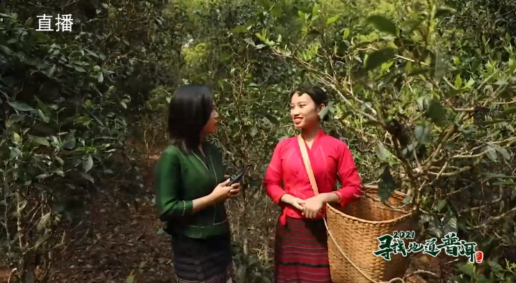 中国最大富硒古树茶(中国最大富硒古树茶村落)-硒宝网