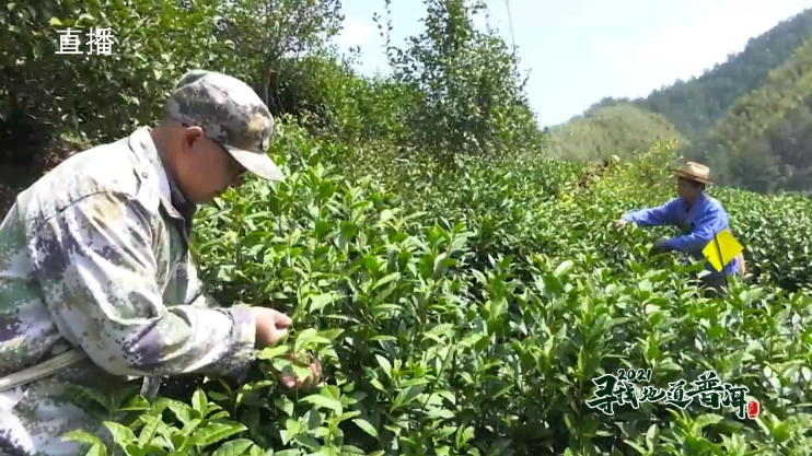 中国最大富硒古树茶(中国最大富硒古树茶村落)-硒宝网