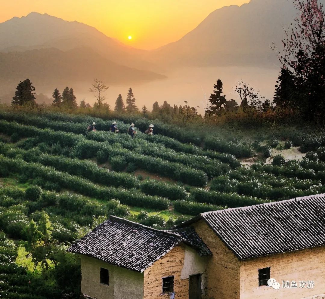 明前高山有机富硒茶（高山硒茶价格）-硒宝网