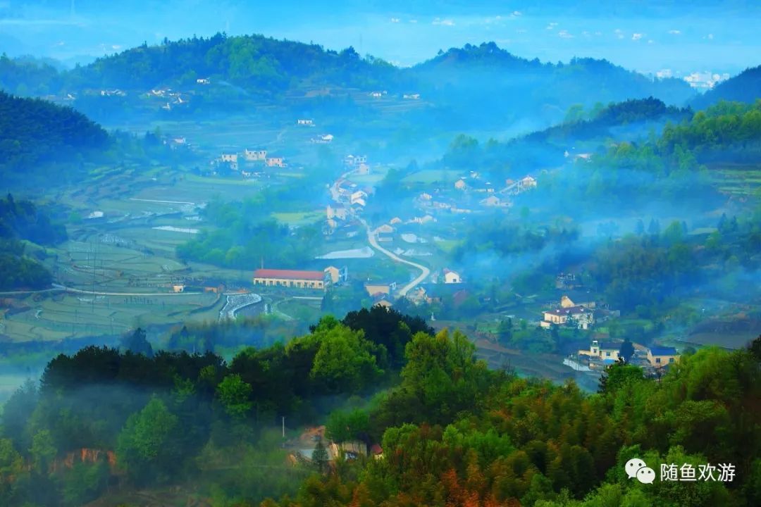 明前高山有机富硒茶（高山硒茶价格）-硒宝网