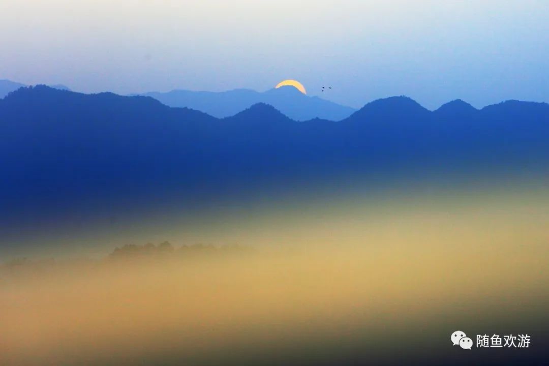 明前高山有机富硒茶（高山硒茶价格）-硒宝网