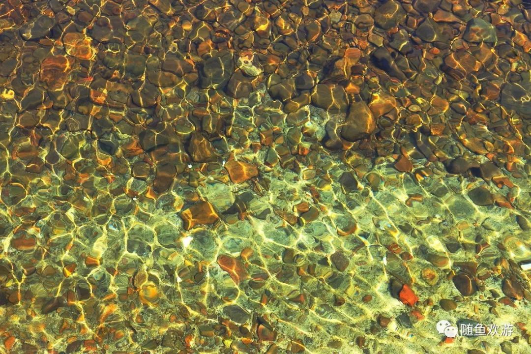 明前高山有机富硒茶（高山硒茶价格）-硒宝网