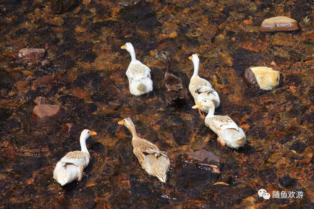 明前高山有机富硒茶（高山硒茶价格）-硒宝网