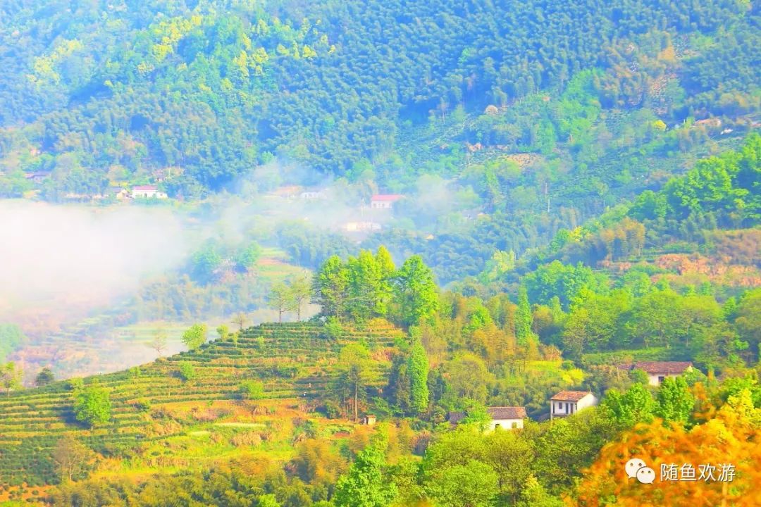 明前高山有机富硒茶（高山硒茶价格）-硒宝网