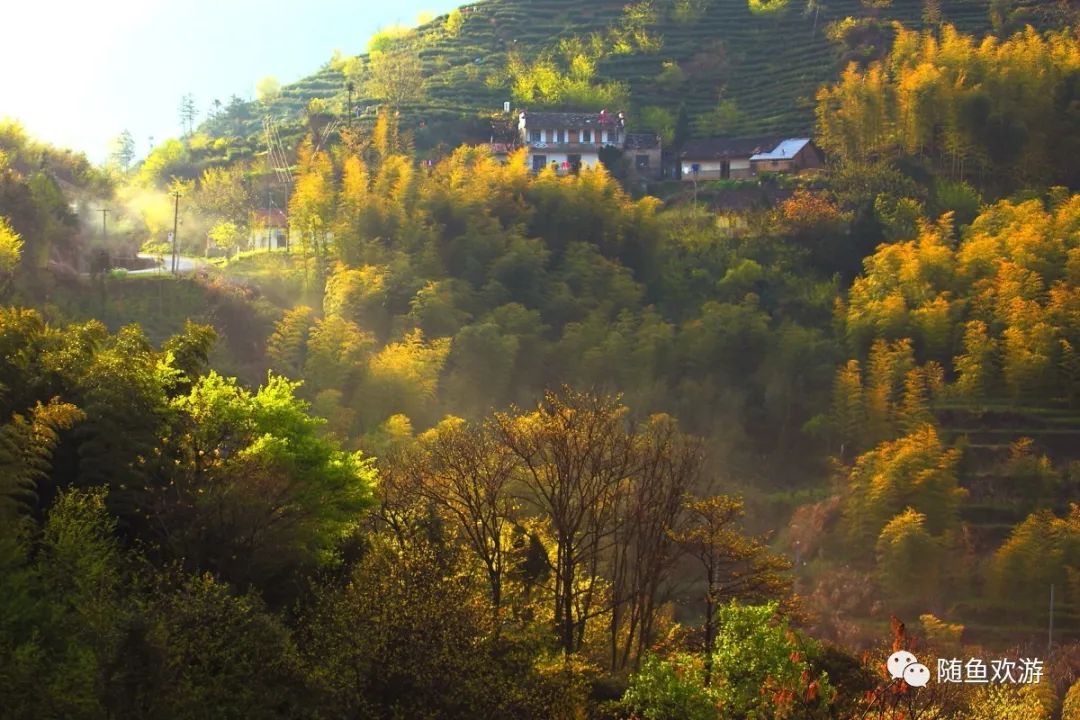 明前高山有机富硒茶（高山硒茶价格）-硒宝网