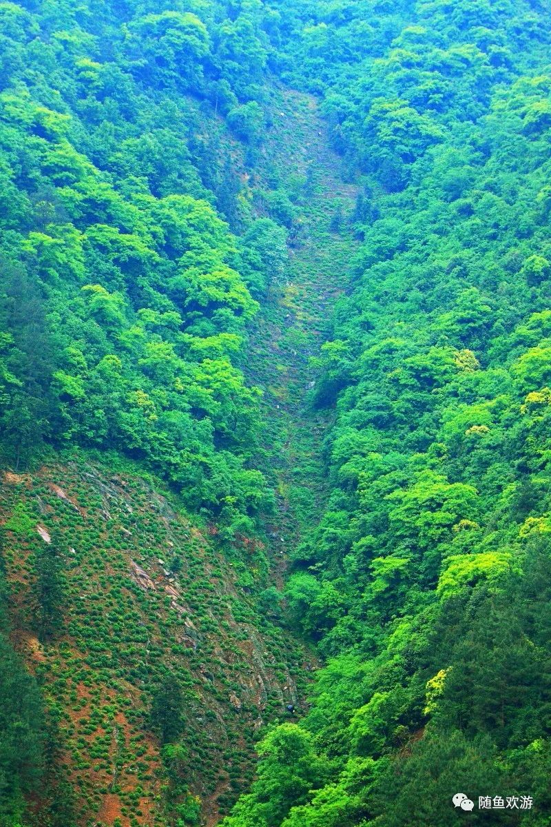 明前高山有机富硒茶（高山硒茶价格）-硒宝网